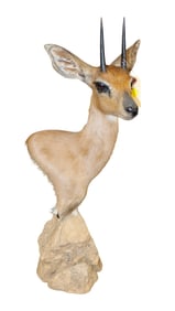 South African taxidermy Steenbok on swivel rock style base mount 24"h x 10"w x 8"d
