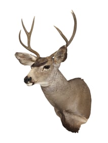 North American taxidermy life-size 6 point buck head mount  34"h x 21"w x 26"d