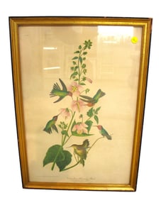 Vintage botanical print in period frame with Columbian hummingbirds