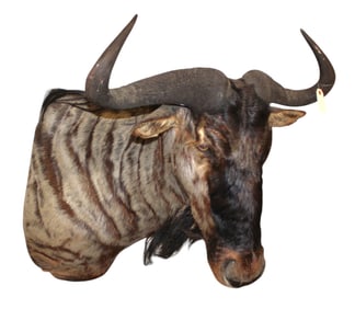 South African Blue Wildebeest shoulder mount taxidermy