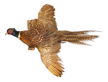 Taxidermy pheasant wall mount
