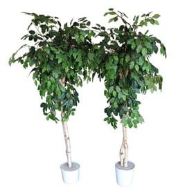 Pair of 70"h faux Ficus weeping fig plants.