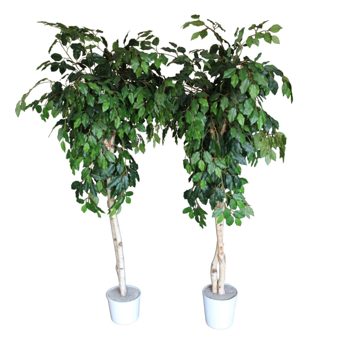 Pair of 70"h faux Ficus weeping fig plants.: Pair of 70"h faux Ficus weeping fig plants.