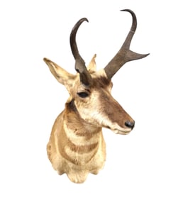 Taxidermy American Pronghorn head mount