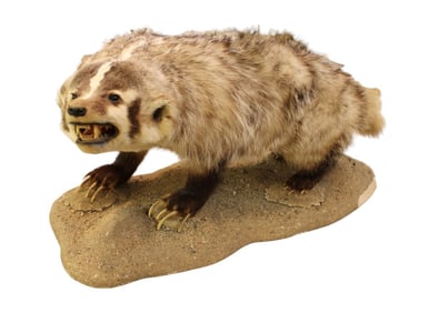 Taxidermy full size mounted Badger