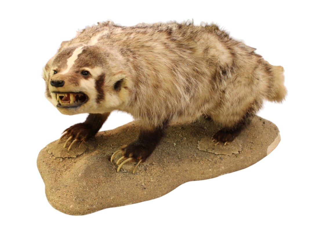 Taxidermy full size mounted Badger (1 of 6)