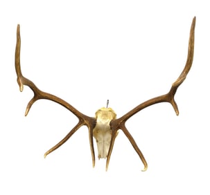Skull mounted Elk horns