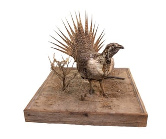 Mounted Pheasant on board, taxidermy