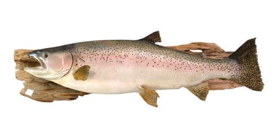 Mounted Rainbow Trout on board, taxidermy