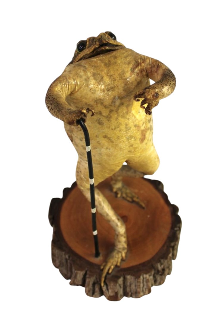 Australia Bufo Marine Cane Toad oddity taxidermy: Australia Bufo Marine Cane Toad taxidermy oddity. Approx. 7"h x 4"w x 5"d