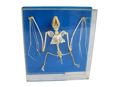 Large bat skeleton in lucite oddity taxidermy