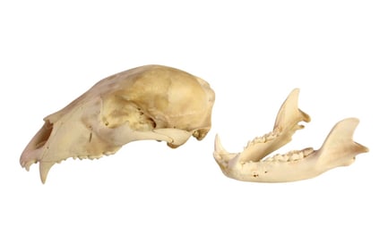Rare female black bear skull