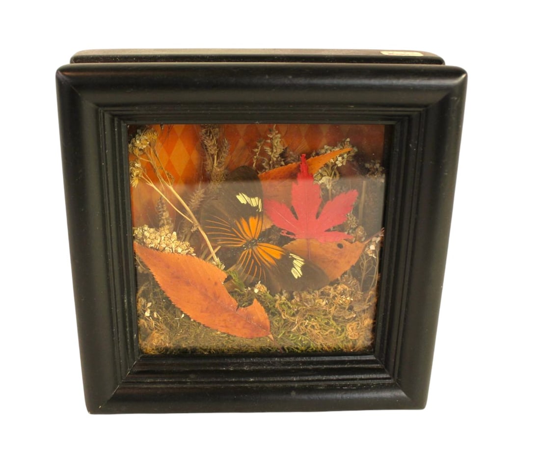 Doris Long Wing Bufferfly framed (Heliconius) taxidermy: Doris Long Wing Bufferfly framed (Heliconius) taxidermy. Footprint: 7"h x 7"w x 2.5"d