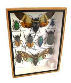 Malasia moths and beetle bugs in shadow box taxidermy