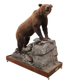 Impressive life size Grizzly bear taxidermy mount displayed on faux rock habitat base on wheels take