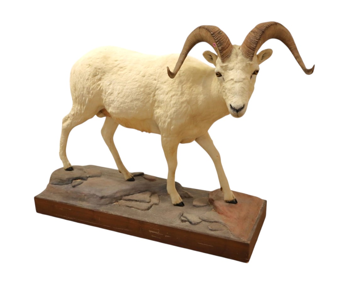 Life-size classic white Dall sheep taxidermy mount: Impressive life size classic white Dall sheep taxidermy mount displayed on faux rock habitat base. Foot print: 50"h x 68"l x 26"w