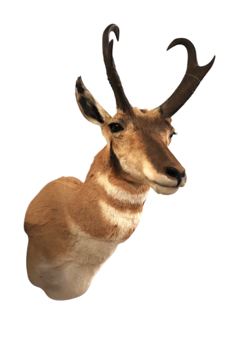 Pronghorn Antelope taxidermy mount (1 of 4)