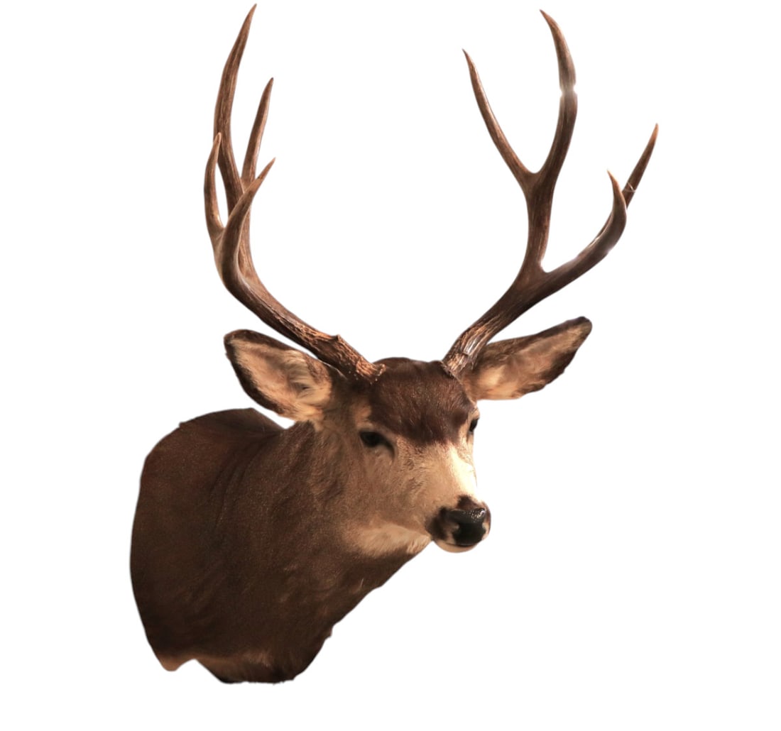 Mule Deer shoulder taxidermy mount (1 of 5)