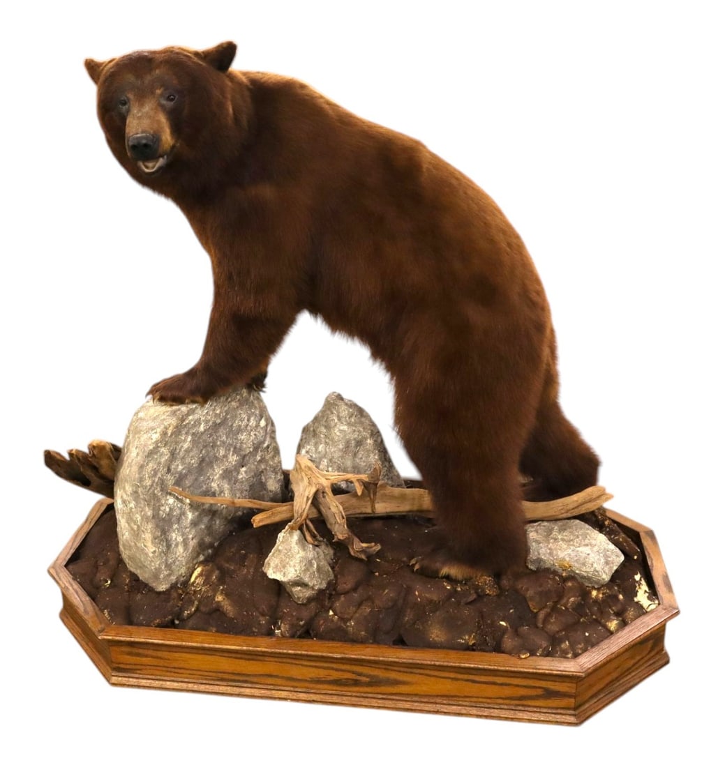 Cinnamon Black Bear Full Body Taxidermy Mount: Full body mount cinnamon bear on rustic stone and driftwood mount, very impressive, good shape, no shedding. Footprint: 59"h x 64"l x 33"w