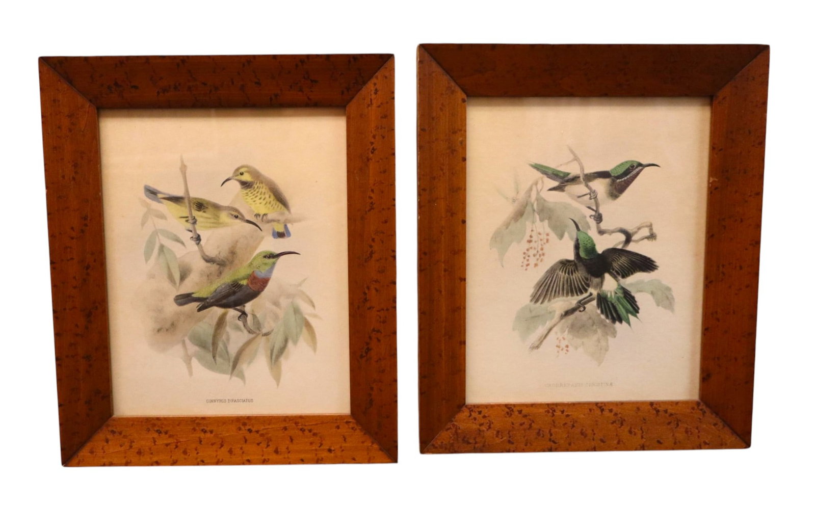 Pair Vintage John Gould Bird Prints Maple Frames (1 of 6)
