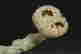 item-133948984=7