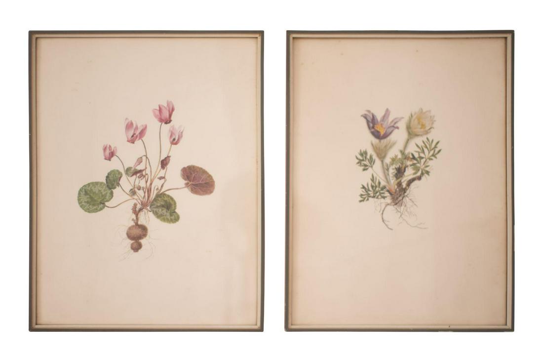 Moritz Michael Daffinger (1790–1849), 2 Flower: Moritz Michael Daffinger (1790–1849), 2 flower paintings, Cowbells and Forest Cyclamen, watercolor on paper, dimensions: 36.5 x 28 cm each. | Moritz Michael Daffinger (1790–1849), 2 Blumen