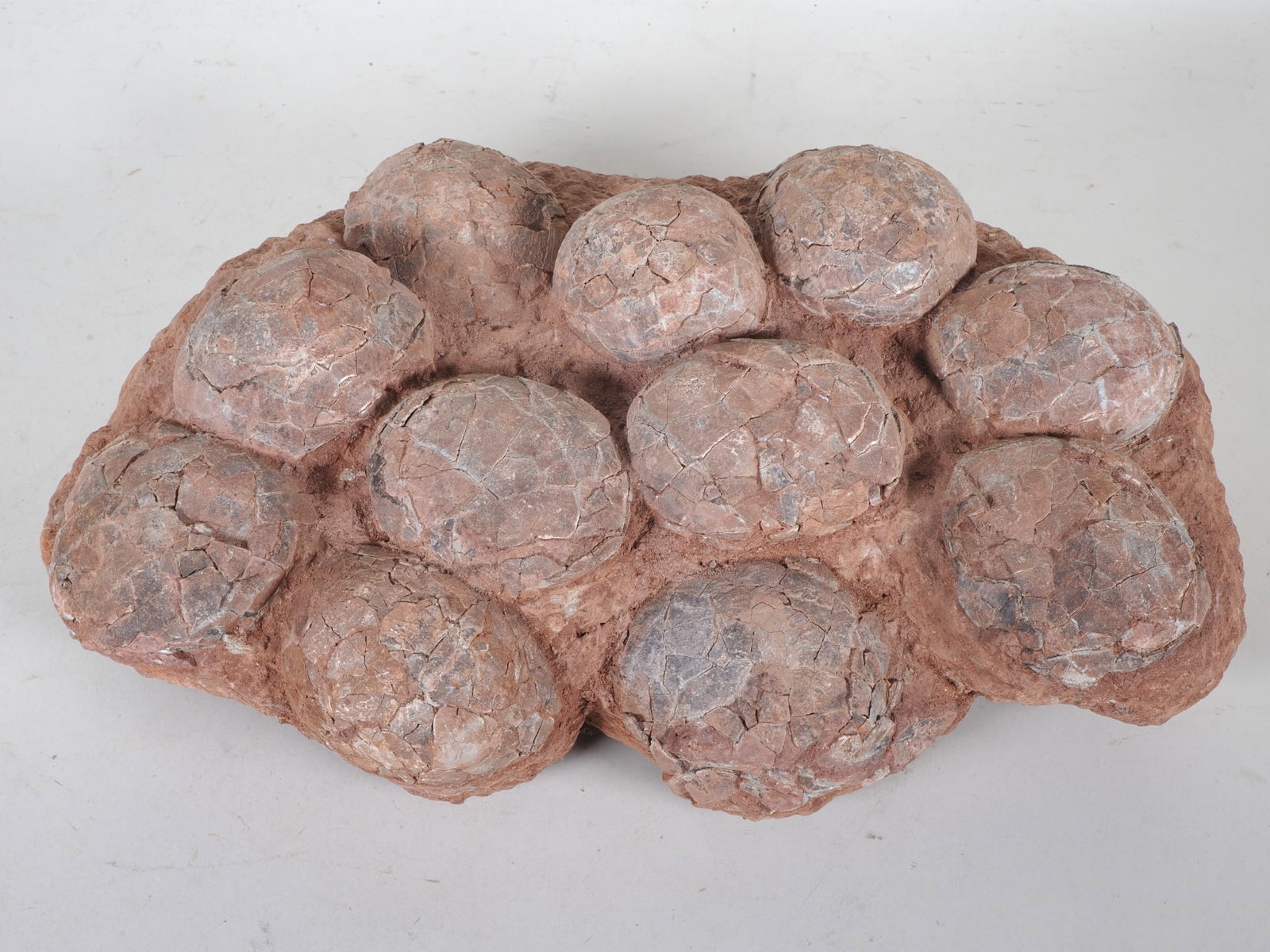11 dinosaur eggs laid by Segnosaurus, China/Xixia, Cretaceous period approx. 80 million years ago (1 of 5)