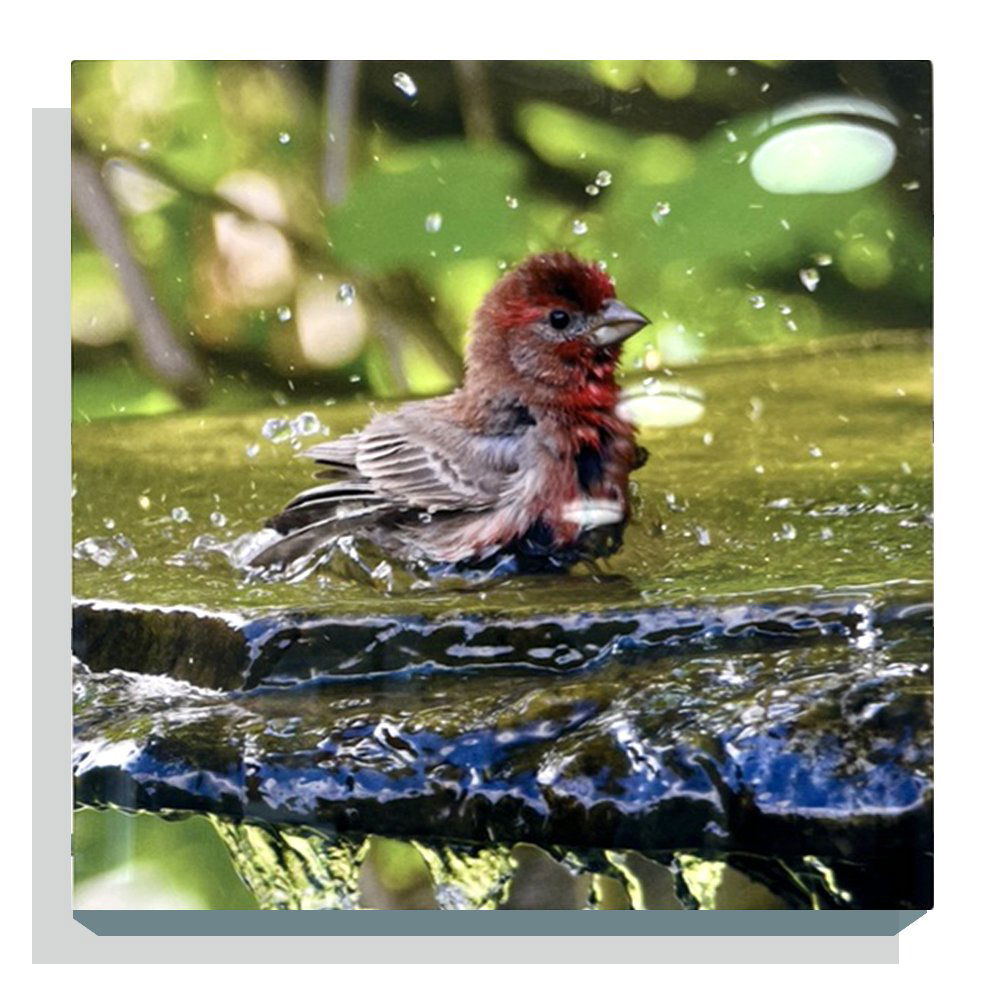 Judith Rostenne/ Bird Bath