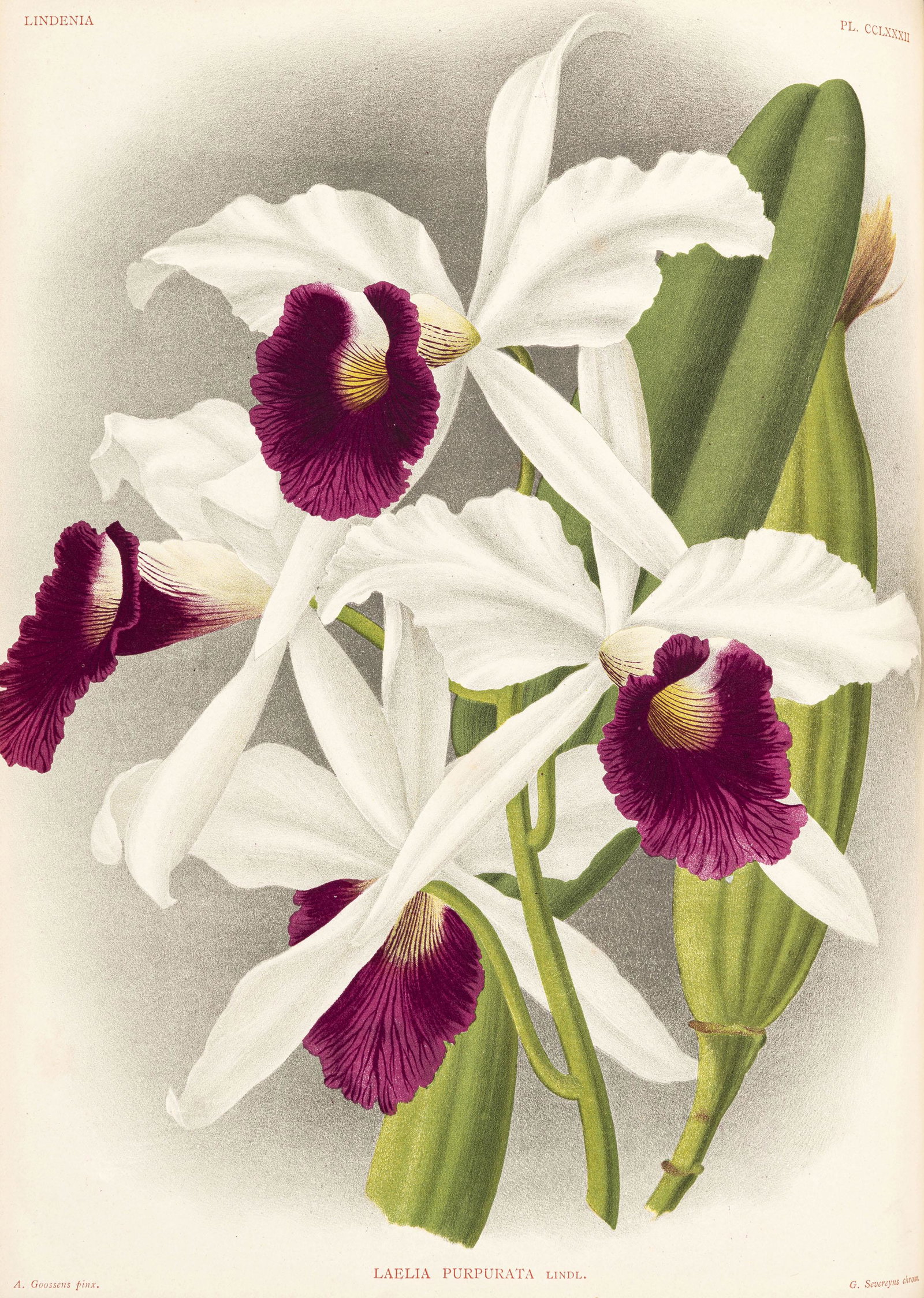 LINDEN. Lindenia iconography of orchids. Ghent, Eug. Vanderhaeghen, 1891 à 1896. 13 tomes en 6 (1 of 12)
