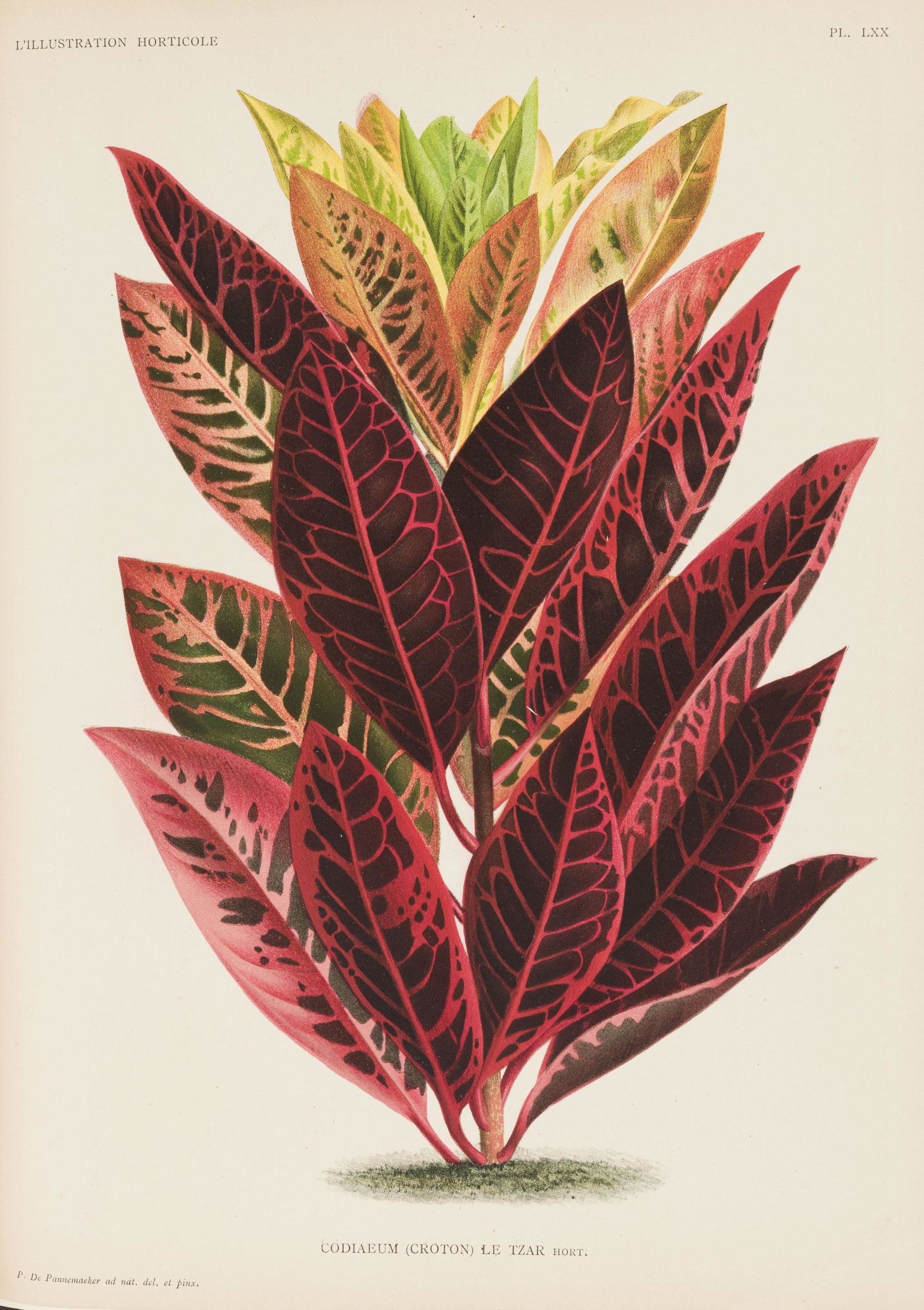 LINDEN. L'illustration horticole. Ghent, Vanderheagen, 1887-1893. 3 vol. in-folio reliés (1 of 9)