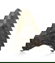Dent de requin g&#233;ant Carcharodon Megalodon, USA (Caroline du Sud), Mioc&#232;ne (20 millions d'