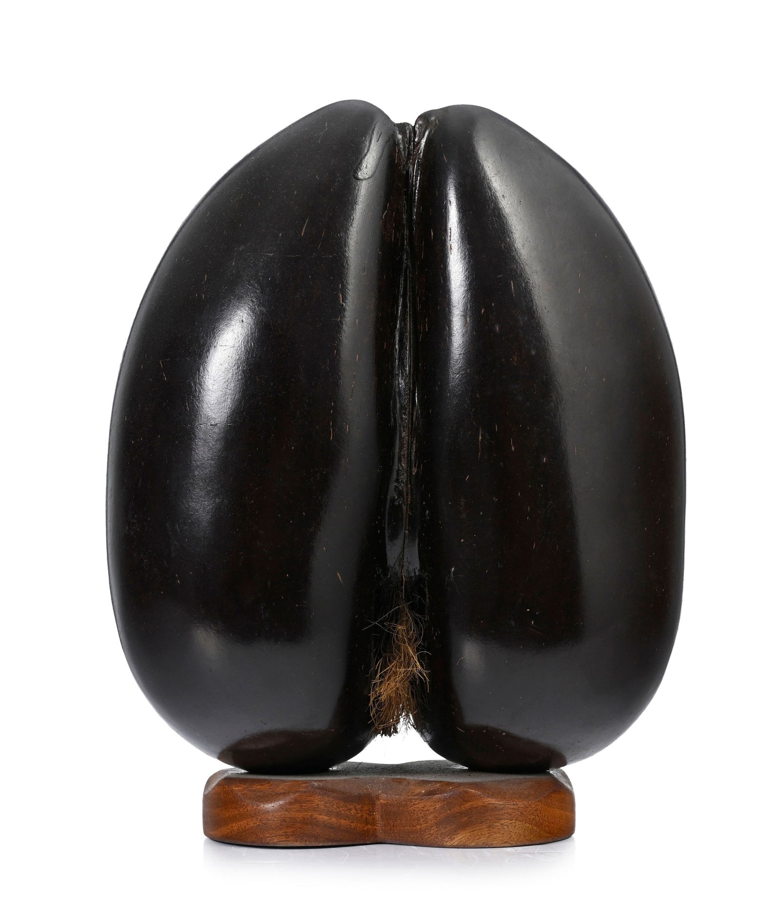 Coco de mer ou Coco fesse, Seychelles, poli lisse avec poils vers le fond dans le creux, sur socle e - 2