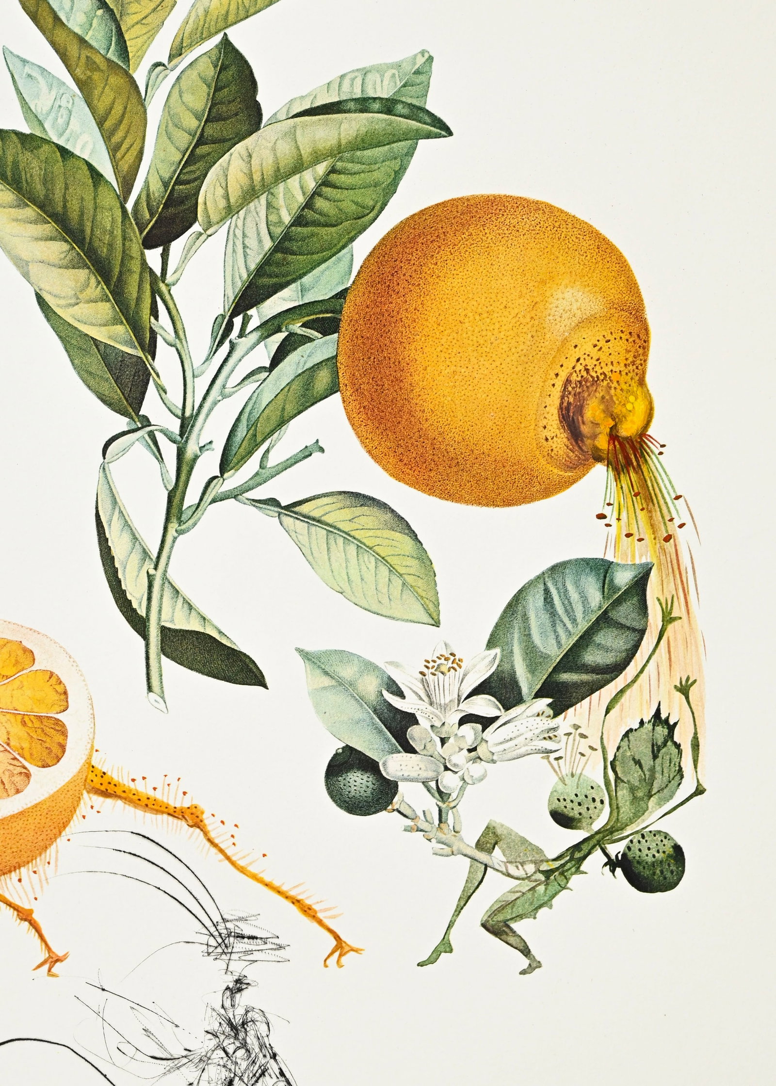 Salvador Dali (1904-1989), "FlorDali - Les Fruits", 1969, 10 pointes-sèches et lithographies en - 12