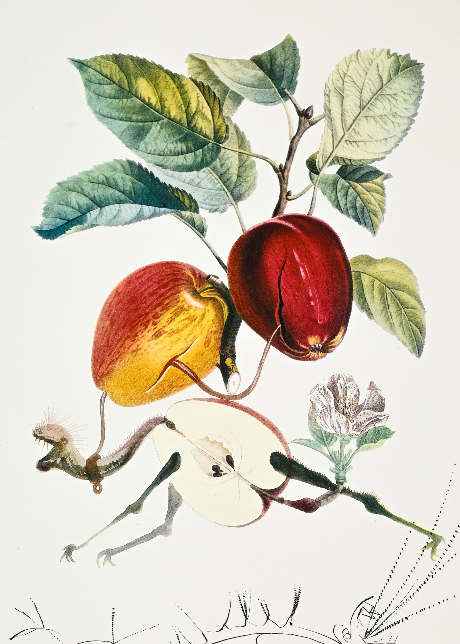 Salvador Dali (1904-1989), "FlorDali - Les Fruits", 1969, 10 pointes-sèches et lithographies en - 15