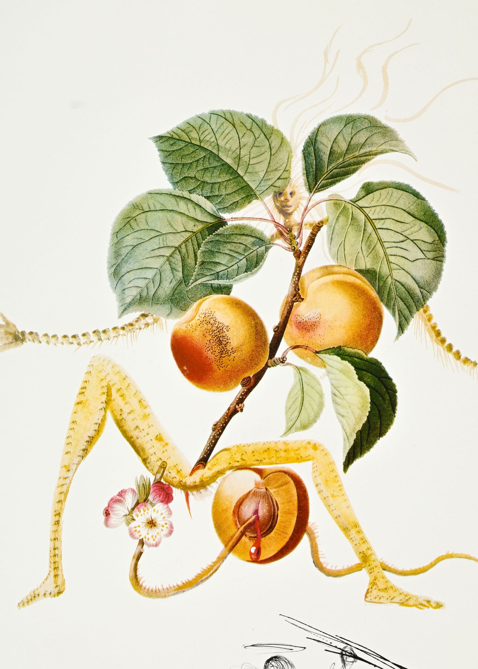 Salvador Dali (1904-1989), "FlorDali - Les Fruits", 1969, 10 pointes-sèches et lithographies en - 16