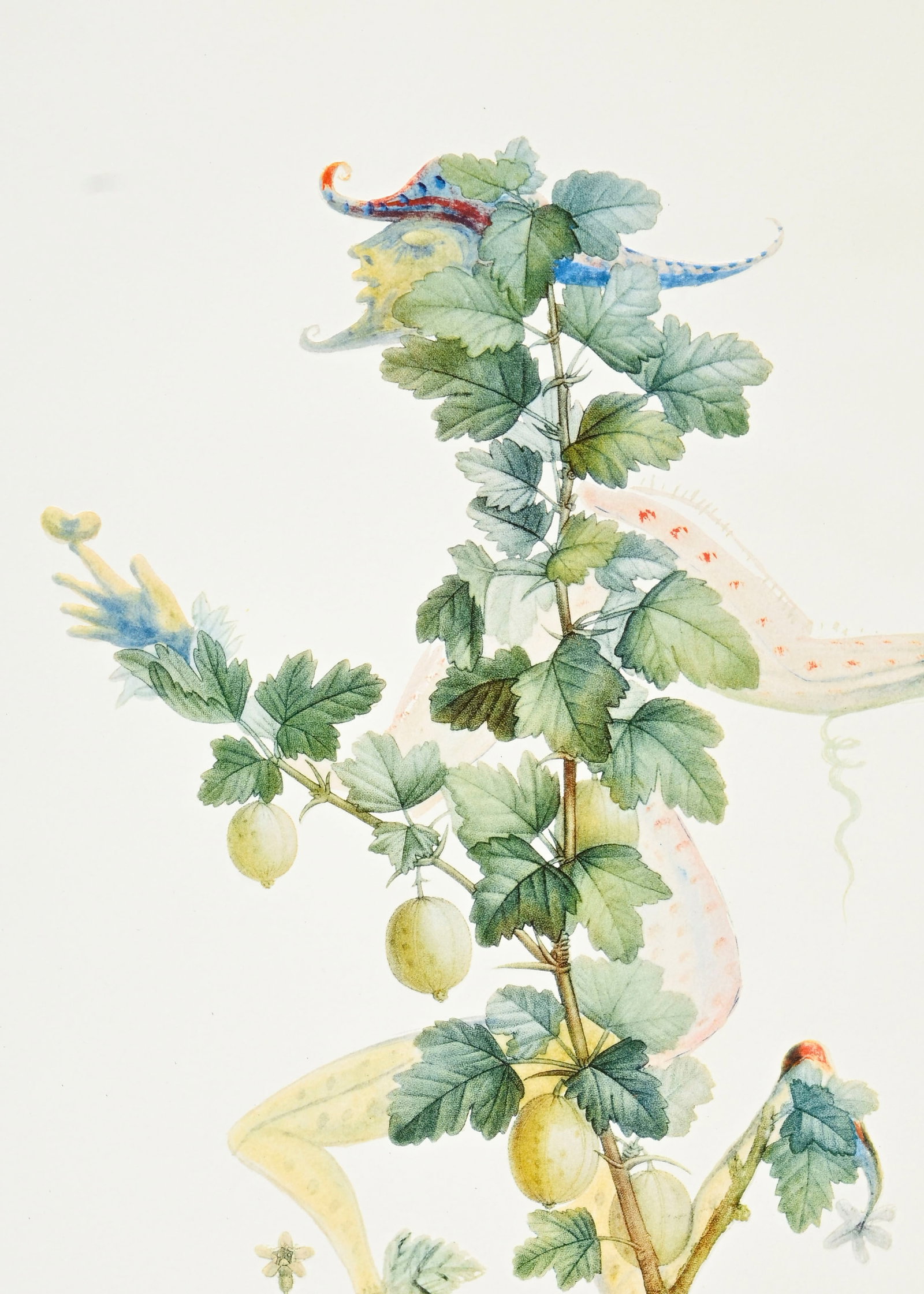 Salvador Dali (1904-1989), "FlorDali - Les Fruits", 1969, 10 pointes-sèches et lithographies en - 19