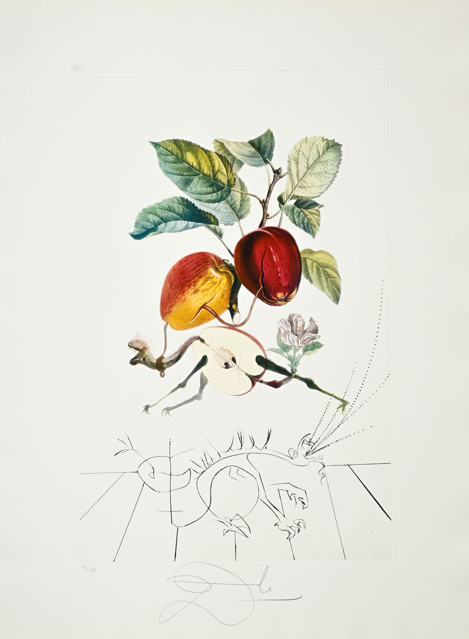 Salvador Dali (1904-1989), "FlorDali - Les Fruits", 1969, 10 pointes-sèches et lithographies en - 6