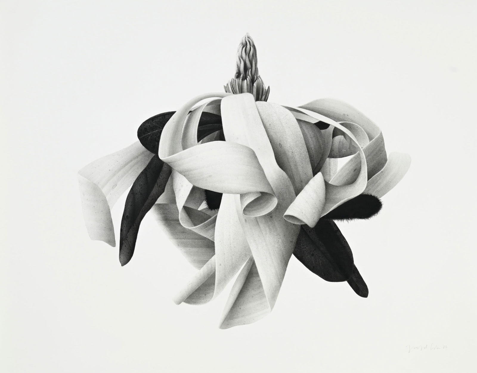 Jonathan Delafield Cook (1966), "Magnolia stellata II", 2004, fusain sur papier, signé et dat&#: Jonathan Delafield Cook (1966), "Magnolia stellata II", 2004, fusain sur papier, signé et daté, 117x150 cm (feuille) Provenance: Pippy Houldsworth Gallery, Londres Au verso: étiquette d