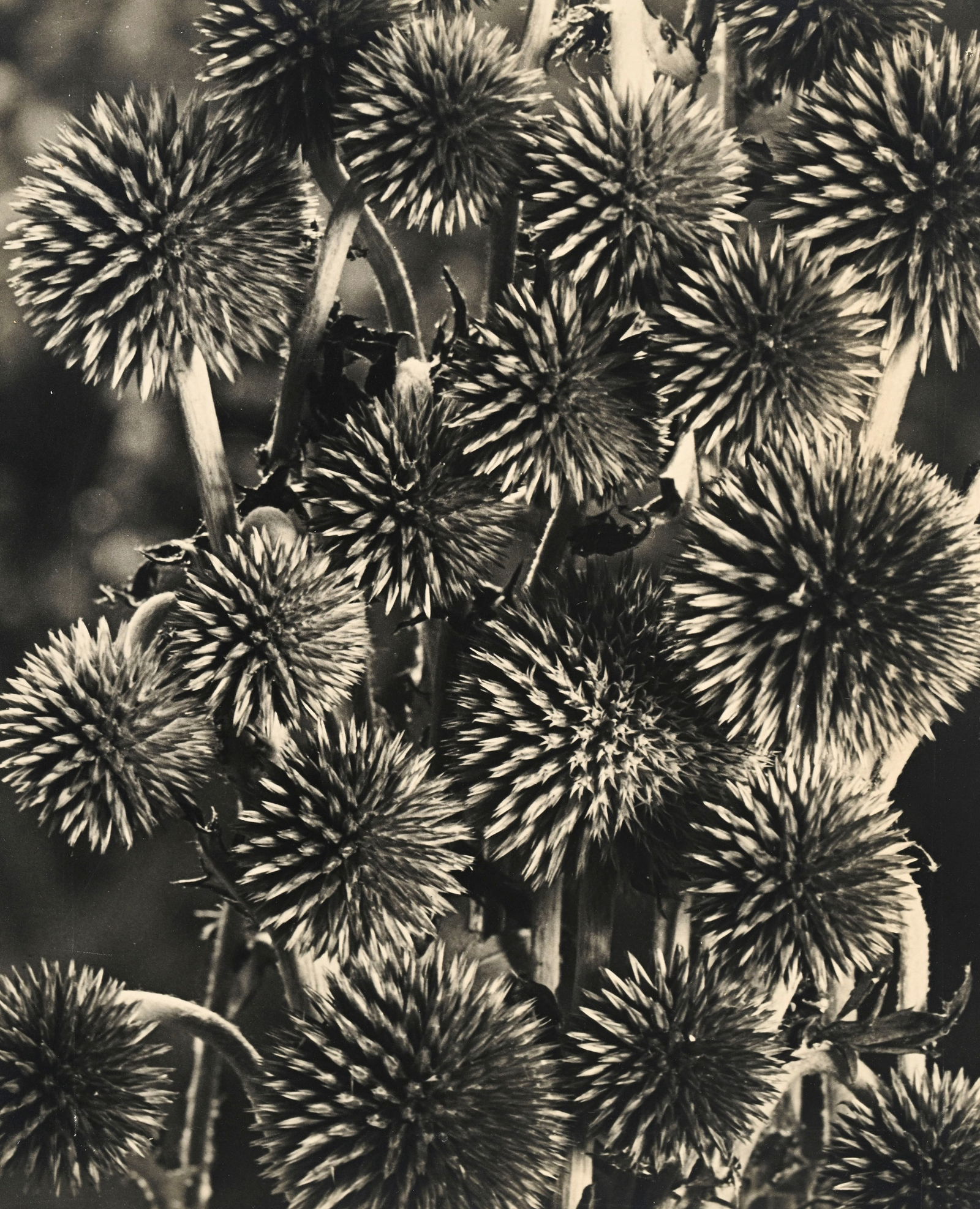 Jean-Marie Auradon (1887-1958), "Sans titre (Bouquet de chardon)", vers 1950, tirage argentique, 55x: Jean-Marie Auradon (1887-1958), "Sans titre (Bouquet de chardon)", vers 1950, tirage argentique, 55x44,5 cm (à vue) Provenance: Collection du Baron et de la Baronne