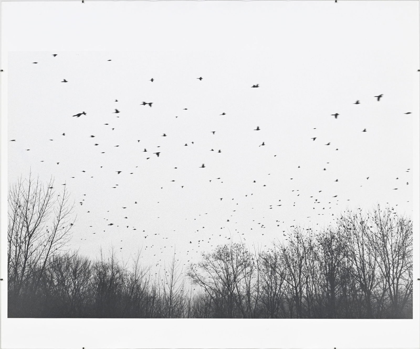 Judy Linn (1947), "Sans titre (Bear, Birds, 70's/90's, Winter, Fish)", 1989-1995, ensemble de 6 tira - 12