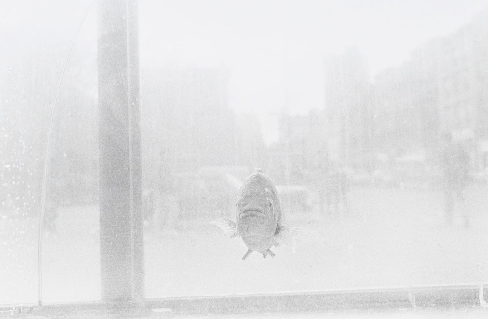 Judy Linn (1947), "Sans titre (Bear, Birds, 70's/90's, Winter, Fish)", 1989-1995, ensemble de 6 tira - 2