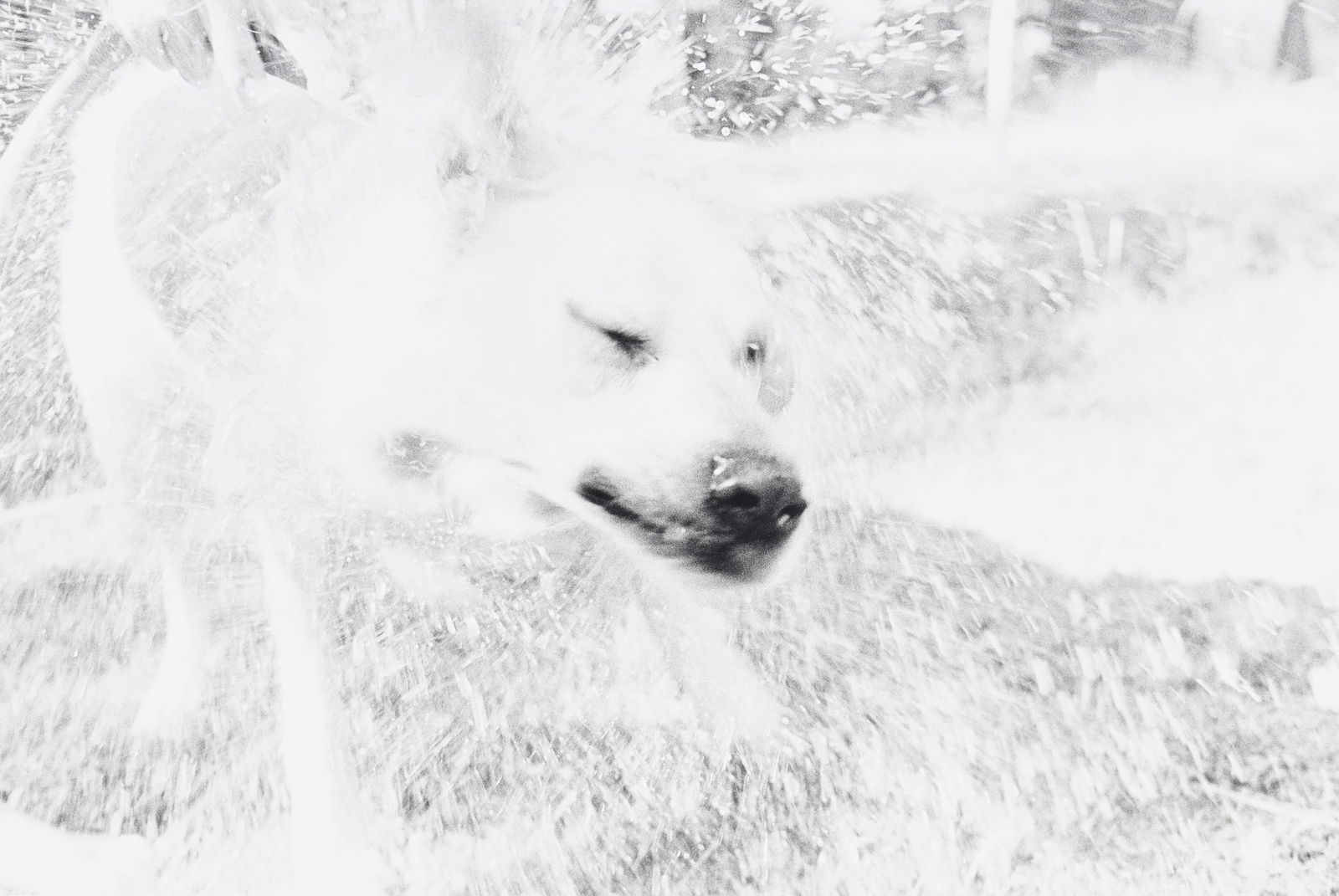 Judy Linn (1947), "Sans titre (Bear, Birds, 70's/90's, Winter, Fish)", 1989-1995, ensemble de 6 tira - 3