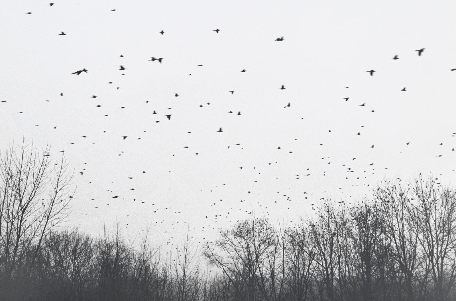 Judy Linn (1947), "Sans titre (Bear, Birds, 70's/90's, Winter, Fish)", 1989-1995, ensemble de 6 tira - 6