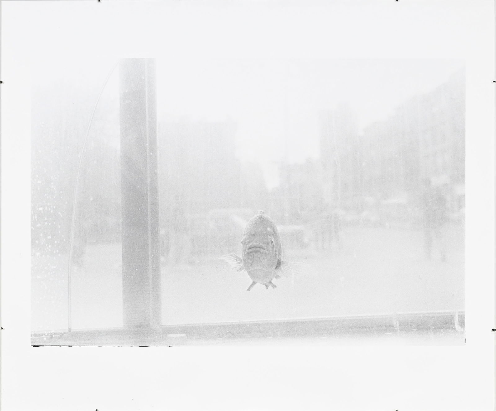 Judy Linn (1947), "Sans titre (Bear, Birds, 70's/90's, Winter, Fish)", 1989-1995, ensemble de 6 tira - 8