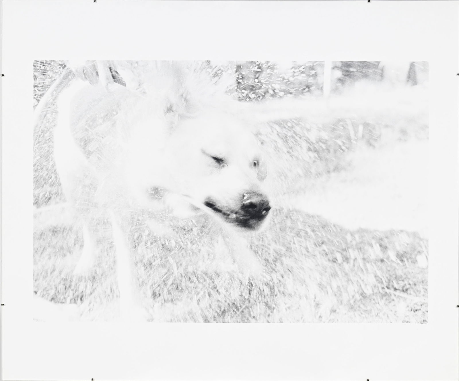 Judy Linn (1947), "Sans titre (Bear, Birds, 70's/90's, Winter, Fish)", 1989-1995, ensemble de 6 tira - 9