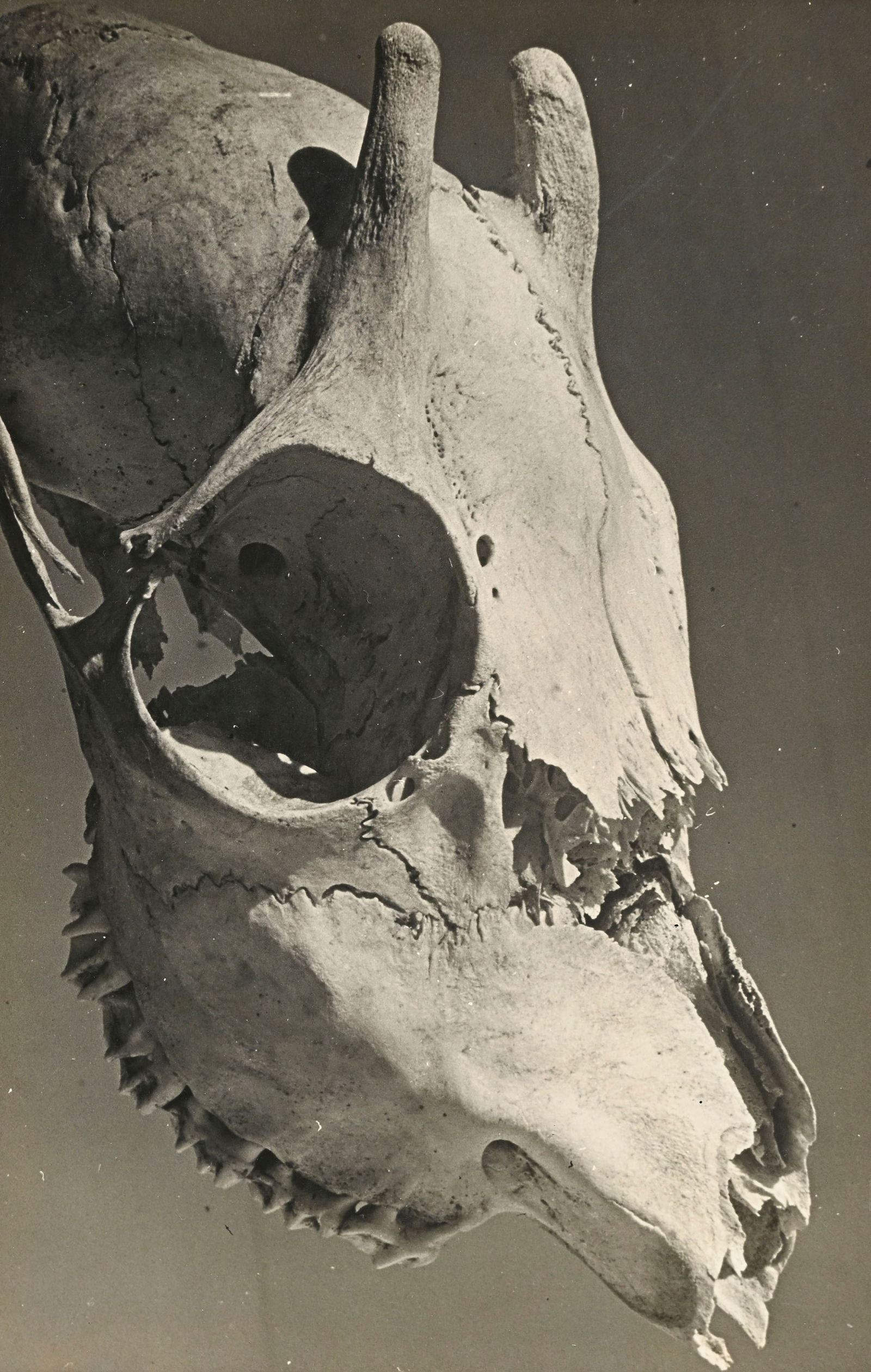 Franz Senkinc (1902-1955), Sans titre, ca. 1930, tirage argentique, 37,5x24,5 cm (à vue) P: Franz Senkinc (1902-1955), Sans titre, ca. 1930, tirage argentique, 37,5x24,5 cm (à vue) Provenance: Collection du Baron et de la Baronne Lambert ProvenancePatiemment constituée sur