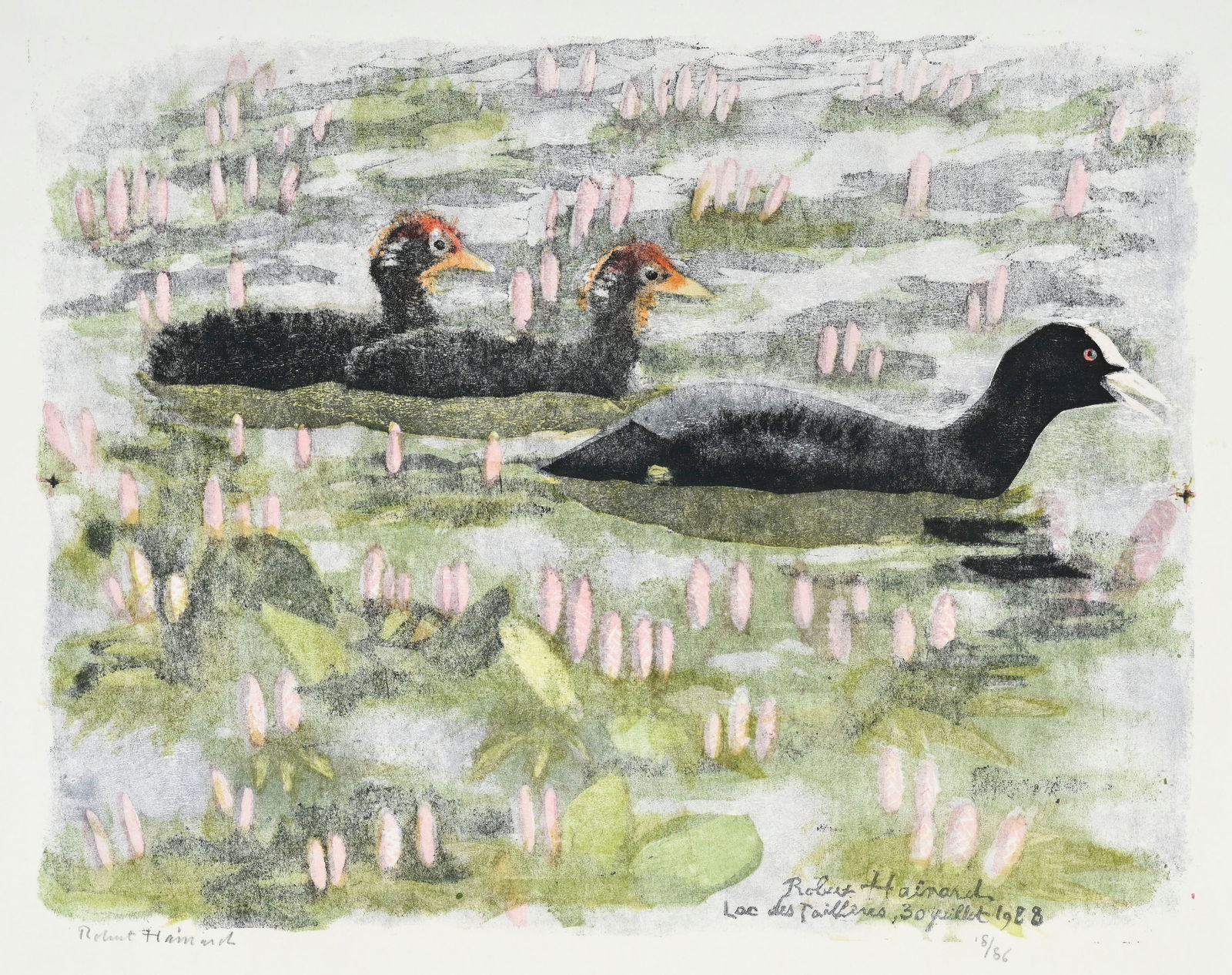 Robert Hainard (1906-1999), "Foulques dans les renouées", 30 juillet 1988, bois gravé, sig: Robert Hainard (1906-1999), "Foulques dans les renouées", 30 juillet 1988, bois gravé, signé, daté, situé "Lac des Taillères" dans la plaque, contresigné et