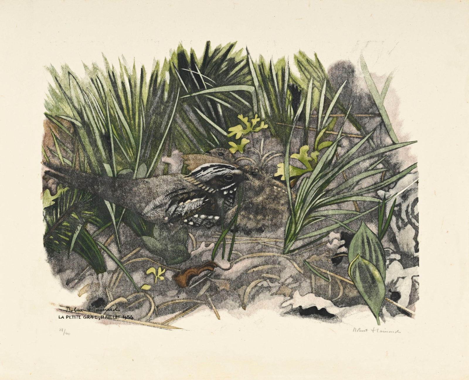 Robert Hainard (1906-1999), "Père engoulevent nourrissant", 11 juillet 1954, bois gravé, s: Robert Hainard (1906-1999), "Père engoulevent nourrissant", 11 juillet 1954, bois gravé, signé, daté et situé "La petite grave" dans la plaque, contresigné et