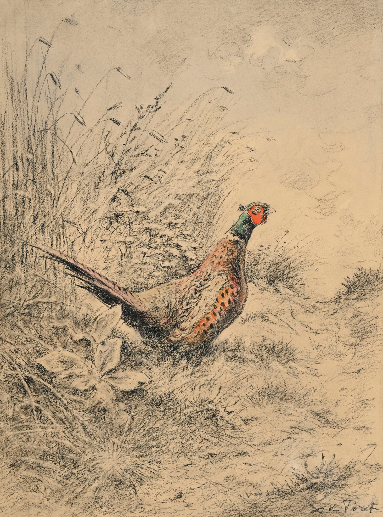 Xavier de Poret (1894-1975), Coq de faisan dans la campagne, pierre noire et aquarelle sur papier, s (1 of 5)