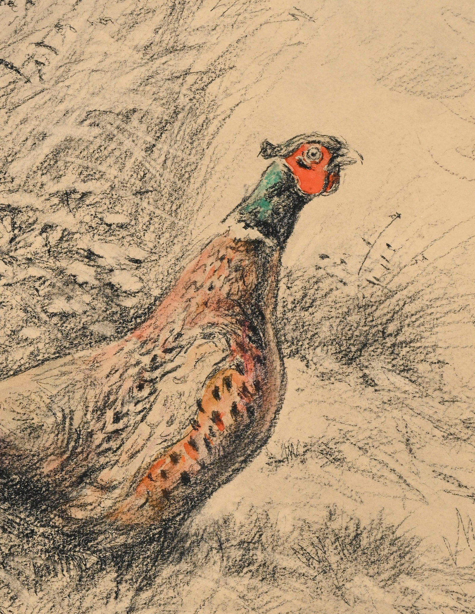 Xavier de Poret (1894-1975), Coq de faisan dans la campagne, pierre noire et aquarelle sur papier, s - 3